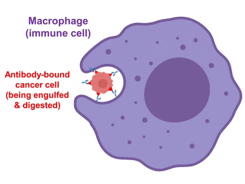Targeted Antibodies Immunotherapy - CRI